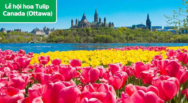 Lễ hội hoa Tulip Canada (Ottawa)