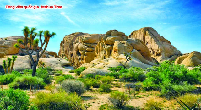Công viên quốc gia Joshua Tree