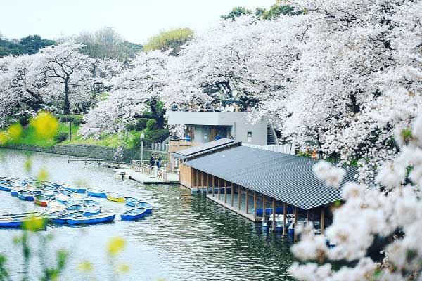 Những địa điểm ngắm hoa anh đào đẹp nhất Nhật Bản